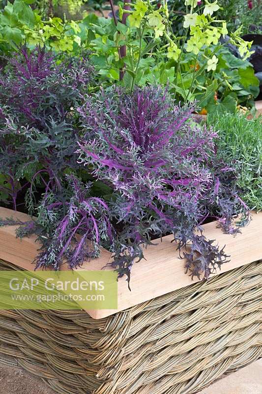 Kale 'Paon' et Nicotiana en potier de saule tressé et de cèdre. Jardin M et G, RHS Chelsea Flower Show