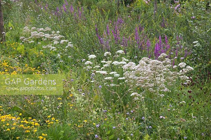 Plantation naturaliste au stade olympique North Park, Stratford, Londres