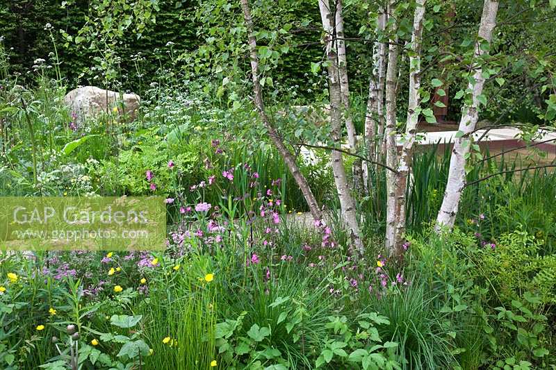 Betul à tiges multiples et fleurs sauvages naturalistes. Telegraph Garden, RHS Chelsea Flower Show 2012.