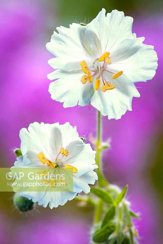 Geranium phaeum 'Stillingfleet Ghost'