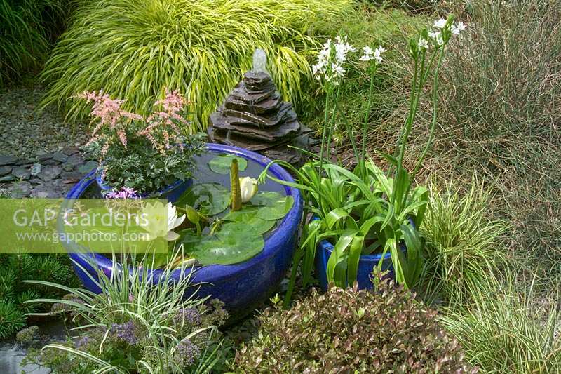Petit plan d'eau et étang en pot, avec coussinets Nymphaea - Lily.