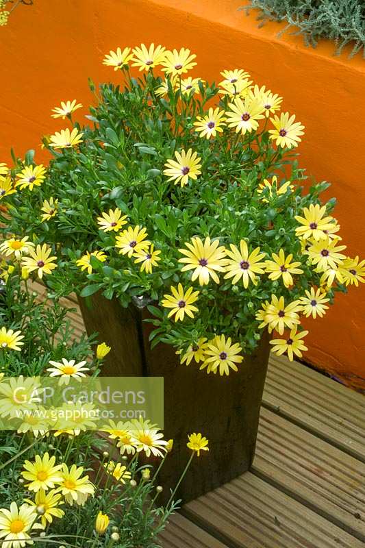 Osteospermum - Marguerite africaine en pot contre le mur peint en orange.