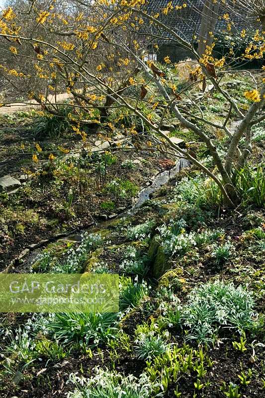 Jardin de fossé avec perce-neige sous Hamamelis mollis - Hamamélis, Somerset, UK.