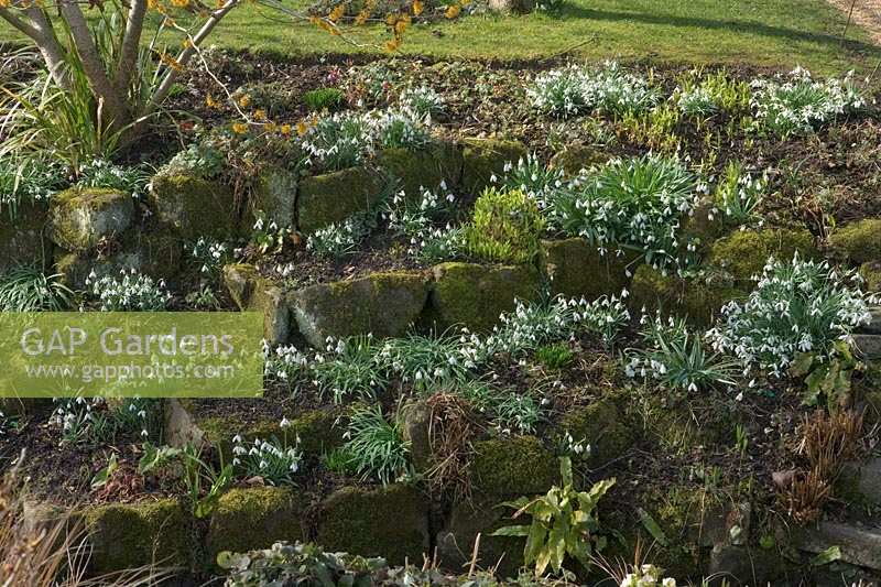 Dérives de Galanthus - perce-neige dans le jardin du fossé. East Lambrook Manor garden, Somerset, Royaume-Uni.