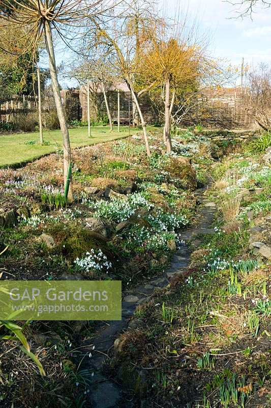 Jardin de fossé avec perce-neige, East Lambrook Manor garden, Somerset, Royaume-Uni.