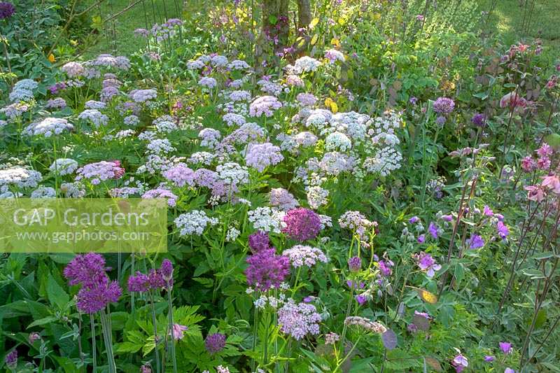 Jardin de style chalet au début de l'été avec Chearophyllum hirsutum 'Roseum', Allium 'Purple Sensation' et Geranium 'Charles Perrin '.