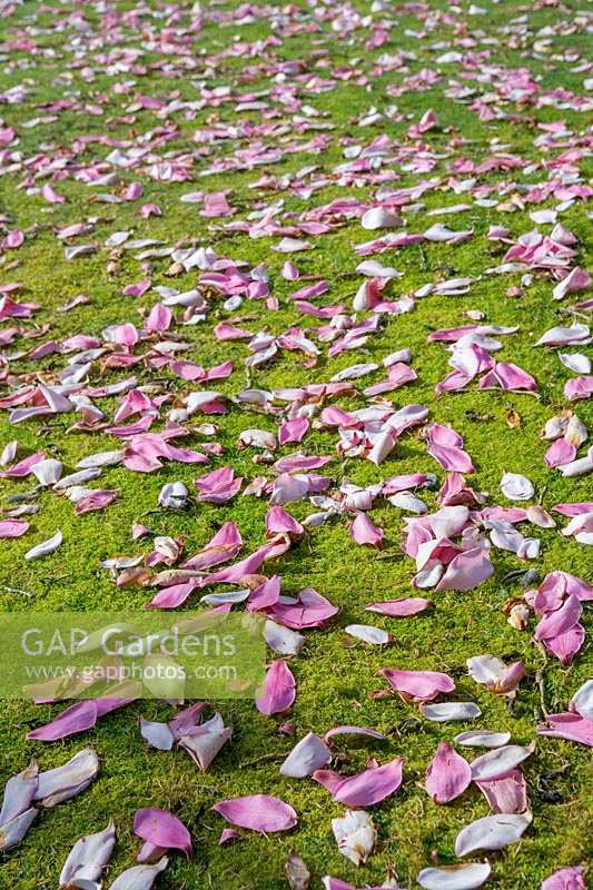 Pétales de magnolia tombés