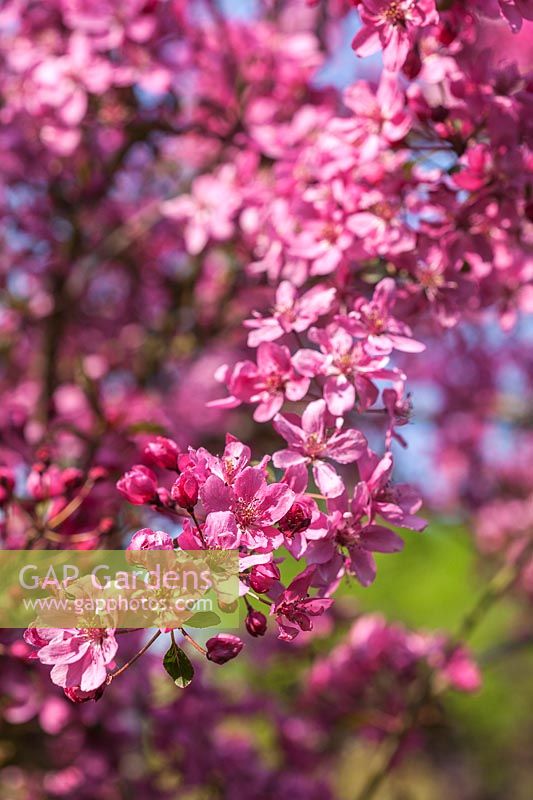 Malus x purpurea 'Aldenhamensis' - Fleur de pommier sauvage