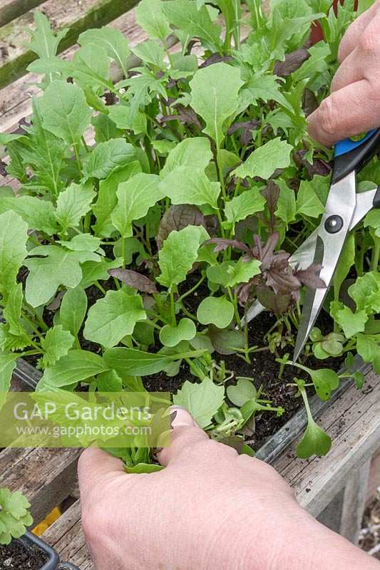 Récolter les feuilles de salade coupées et revenues avec des ciseaux