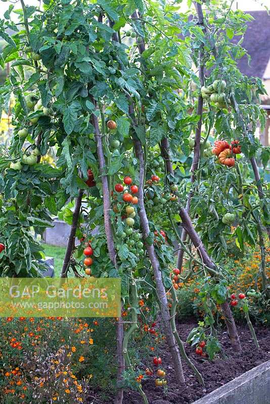 Les tomates poussant sur le noisetier soutiennent l'extérieur dans une bordure végétale surélevée avec Tagetes - soucis, septembre. Brookside
