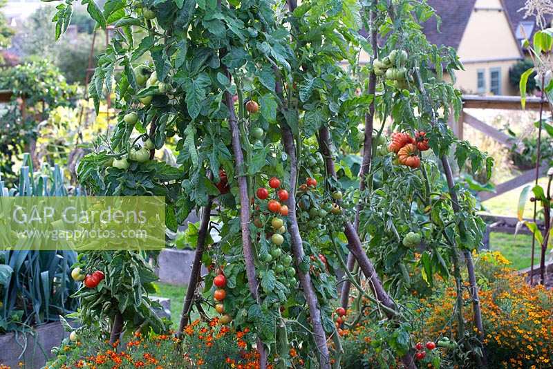 Tomates poussant sur des supports de noisetier dans un parterre de fleurs surélevé avec Tagetes - souci.