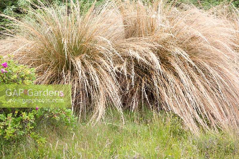 Chionochloa rubra - Tussock Grass rouge