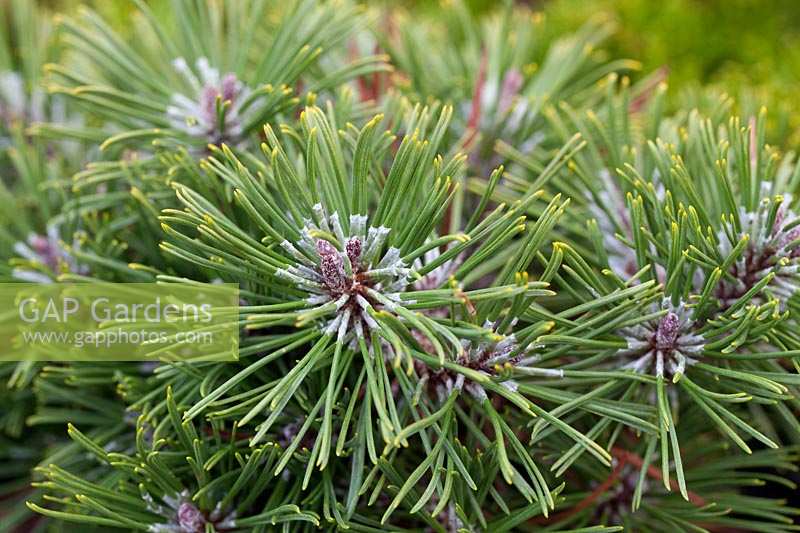 Pinus mugo 'Echiniformis'
