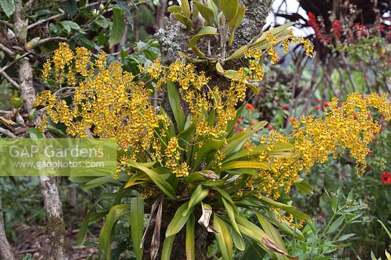 Orchidée Oncidium poussant sur l'arbre à l'extérieur dans un jardin tropical.