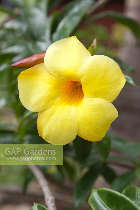 Allamanda cathartica - Trompette d'or - Colombie