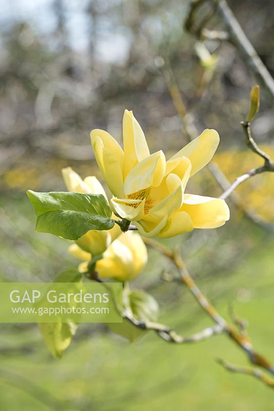 Magnolia acuminata 'Honey Liz' - Magnolia à fleurs jaunes