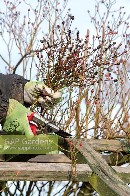 Rosa veilchenblau - Jardinier taillant une rose errante sur une arche de jardin