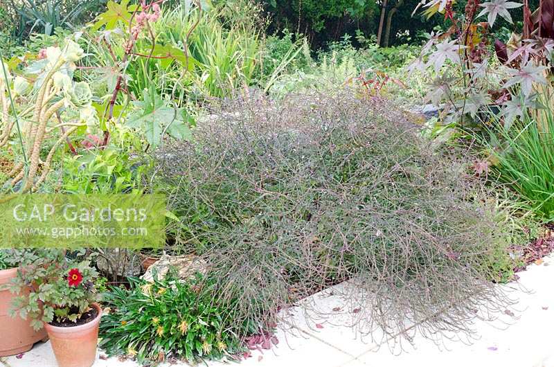 Plantes à faible croissance débordant sur le patio, y compris les têtes de semence de la verveine 'Bampton' avec des feuilles de bronze Ricinus.