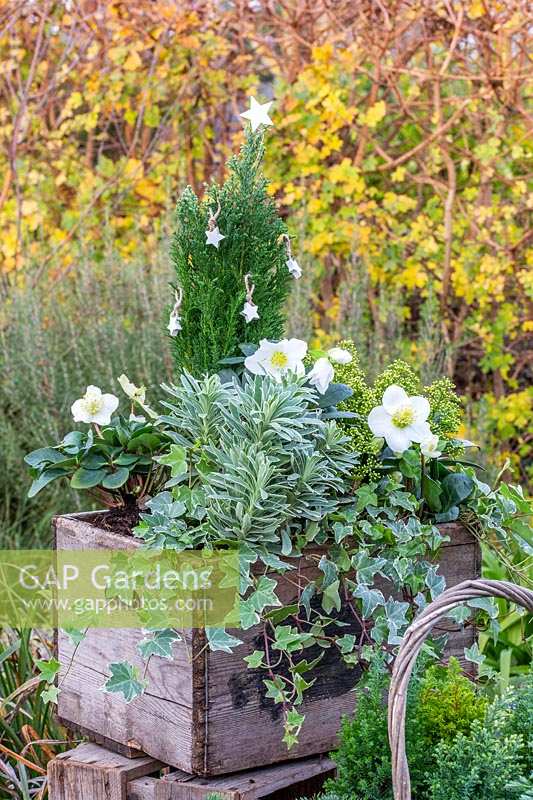 Caisse en bois de plantes d'intérêt hivernal, y compris les conifères miniatures, Hellébore, Hedera - Ivy et Euphorbia.