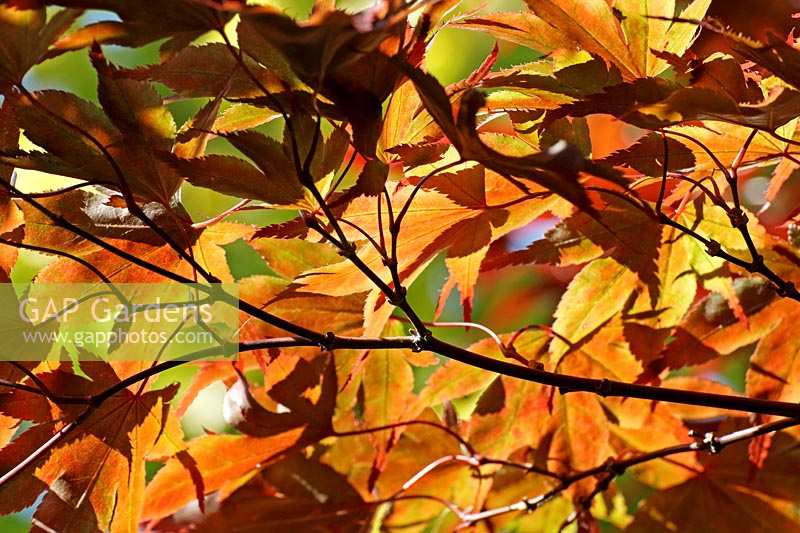 Acer palmatum - Feuillage rétro-éclairé de l'érable japonais