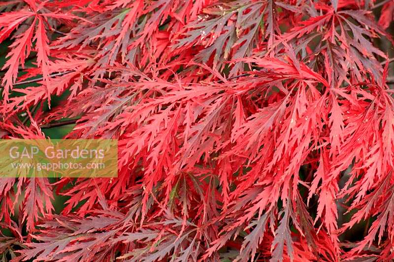 Acer palmatum Dissectum 'Garnet'