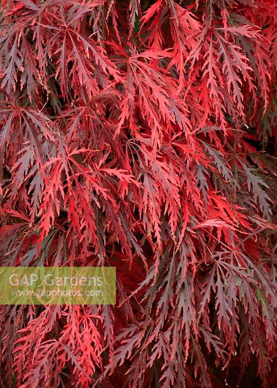 Acer palmatum 'Garnet' - Érable japonais 'Garnet'
