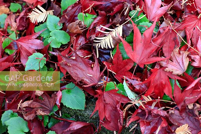 Feuilles d'Acer rouge tombées entremêlées avec d'autres feuilles au sol.