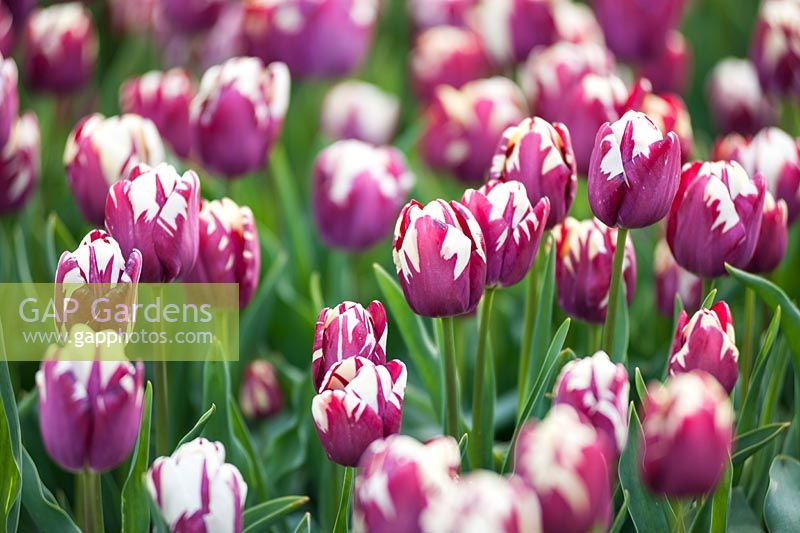 Tulipa 'Voile rayée' - tulipe