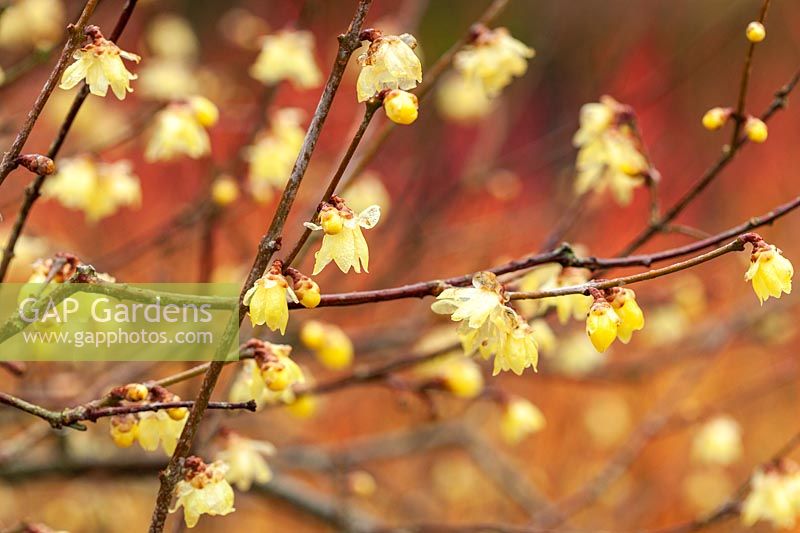 Chimonanthus praecox 'Maruyama' - Wintersweet 'Maruyama'