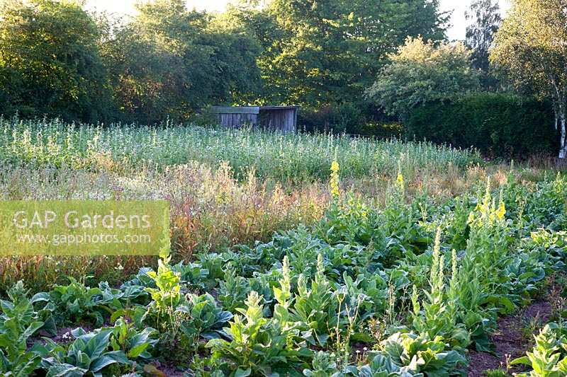 Sarrasin, Verbascum et Guimauve cultivés sur une ferme d'herbes. Herbfarmacy, Eardisley, Herefordshire, Royaume-Uni.