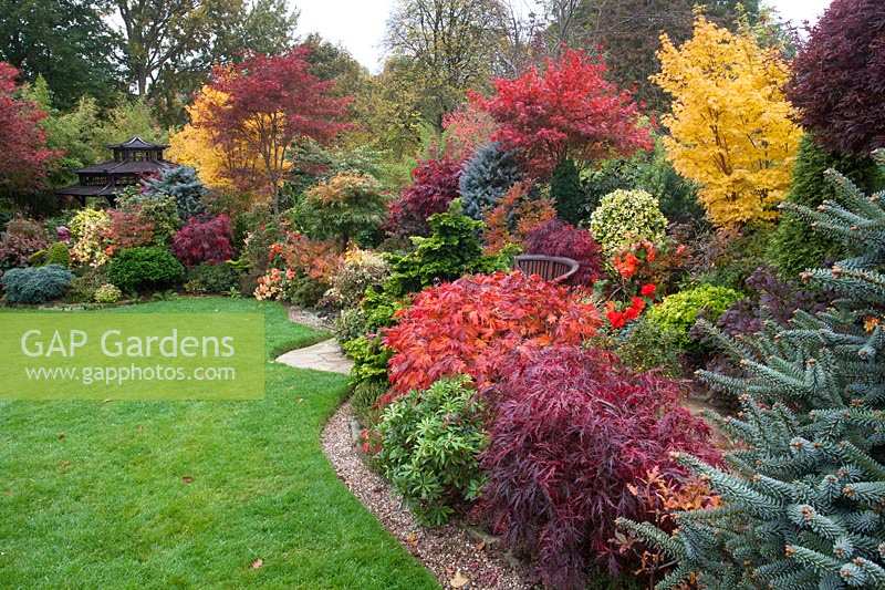 Une vue très colorée de la pelouse et des parterres densément plantés du Four Seasons Garden, un jardin à thème oriental avec des conifères, des azalées, des acers et une maison de thé.