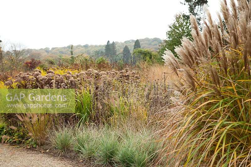 Parterre de graminées vivaces et têtes de semences conçues par Piet Oudolf - Trentham Gardens, Staffordshire, Royaume-Uni.