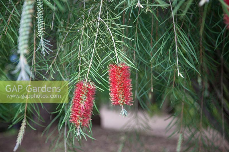 Callistemon citrinus 'Splendens' - Brosse à bouteille cramoisie 'Splendens'