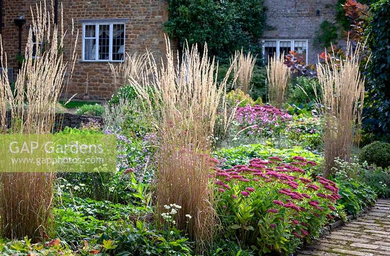 Calamagrostis x acutiflora 'Avalanche' dans les parterres de Pettifers - Plume de roseau