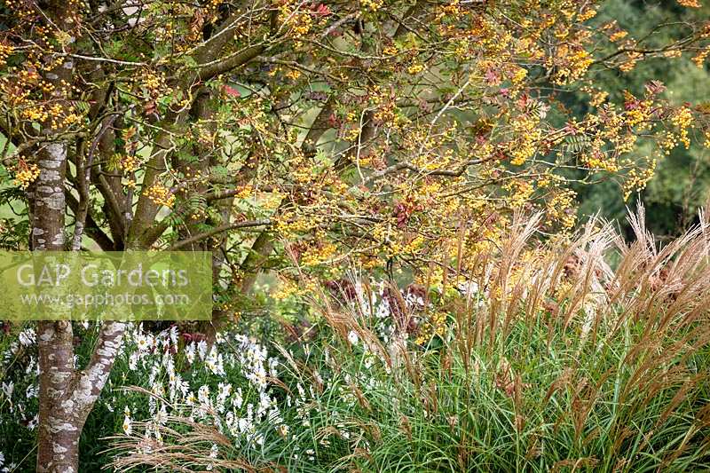 Parterre d'automne à Pettifers. Sorbus 'Joseph Rock' - Sorbier - et Miscanthus sinensis 'Yakushima Dwarf'
