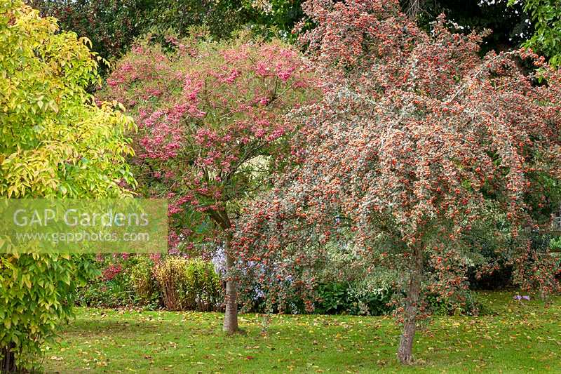 Les baies de Sorbus vilmorinii - Rowan - et Crataegus orientalis syn. Crataegus laciniata - Aubépine.