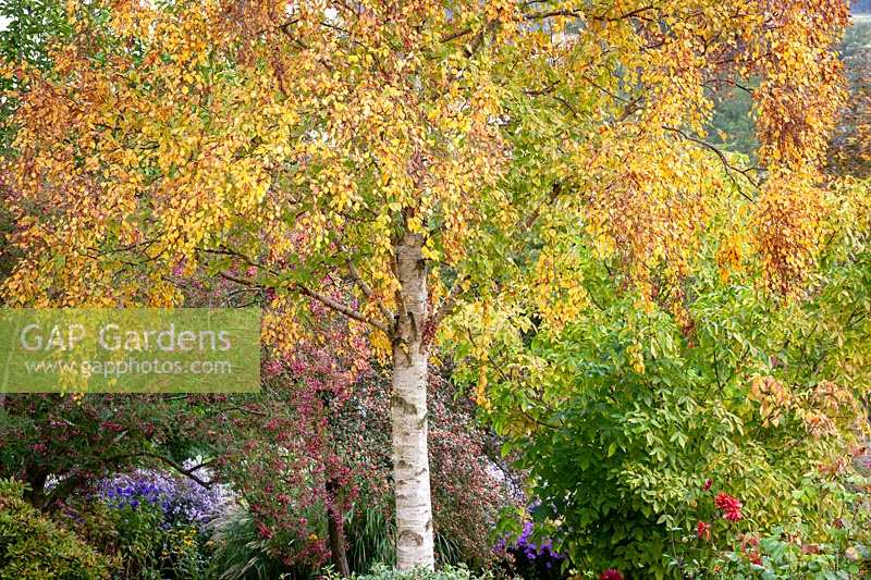 Betula ermanii - bouleau doré - avec une couleur d'automne chez Pettifers.
