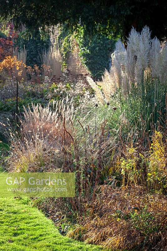 Parterre d'automne rétro-éclairé avec des têtes de graines et des herbes, y compris Cortaderia selloana 'Pumila' - Pampas grass.