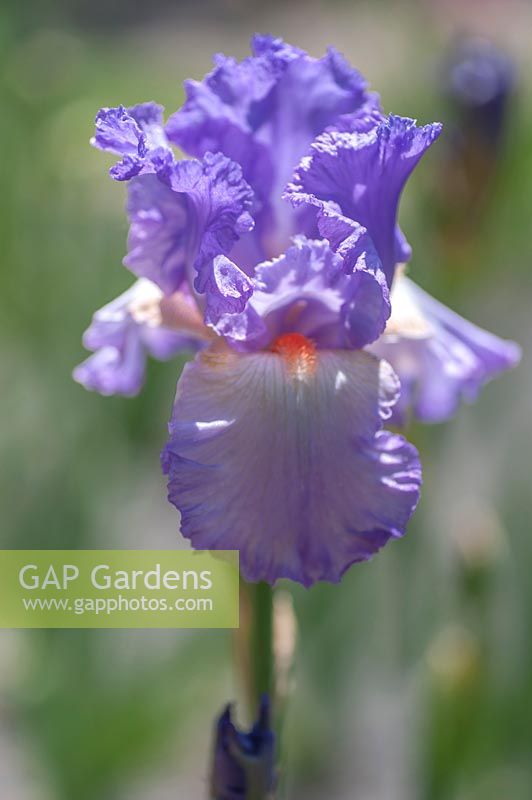 Iris barbu grand 'Friandise lilas'