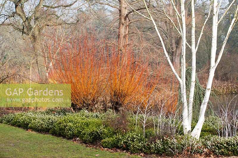 Jardin d'hiver avec Salix alba var. vitellina 'Yelverton', Betula utilis, Erica x darleyensis albiflora 'White Spring Surprise '. RHS Garden Wisley, Surrey, UK.