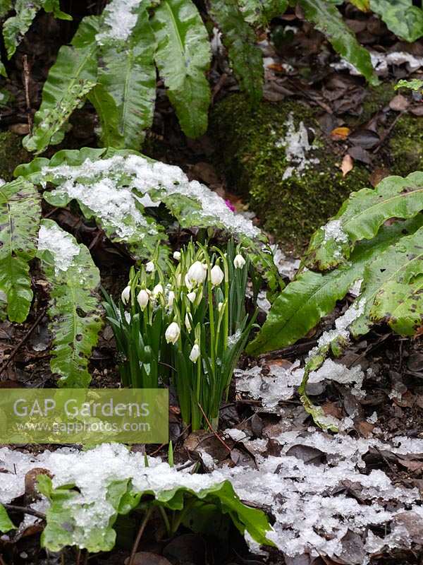 Galanthus nivalis - perce-neige avec fougères sur rocaille enneigée.