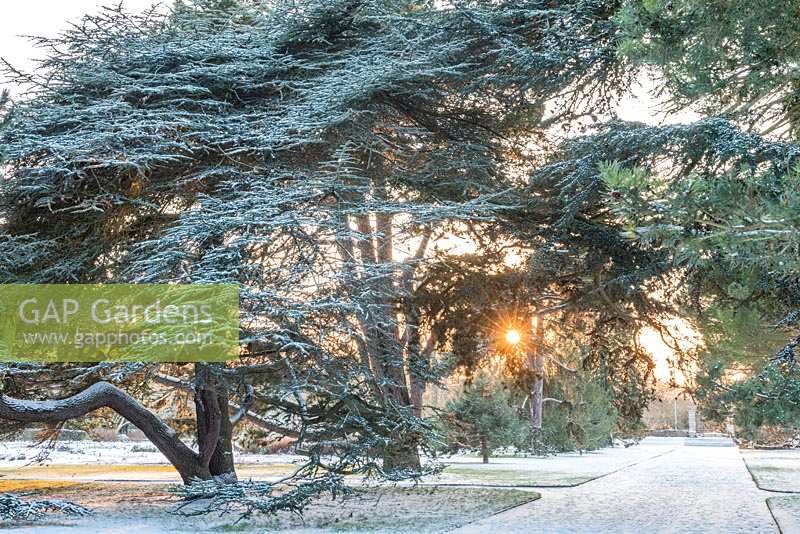 L'avenue principale de Cambridge Botanic Gardens en hiver avec des cèdres et des pins matures.