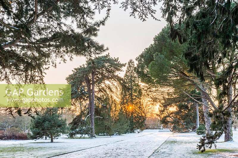 L'avenue principale de Cambridge Botanic Gardens avec des pins matures et Sequoiadendron giganteum.