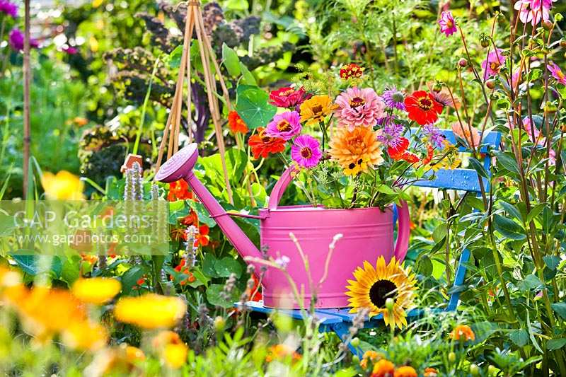 Affichage des fleurs d'été dans l'arrosoir dans le jardin de coupe coloré.