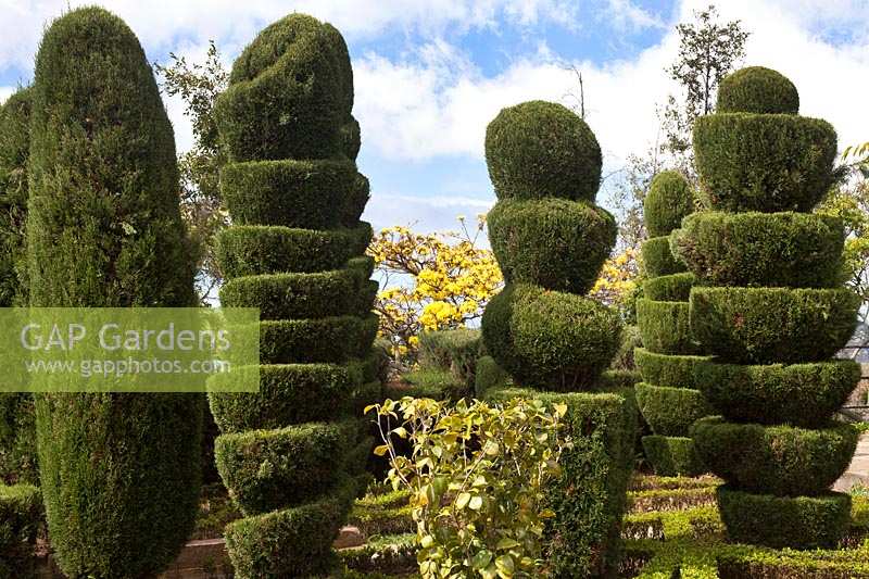 Formes topiaires inhabituelles dans le jardin topiaire, Jardim Botanico, Funchal, Madère.