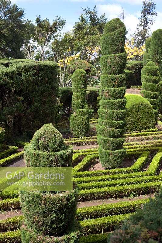 Des parterres bordés de Buxus entourent des formes topiaires inhabituelles dans le jardin topiaire, Jardim Botanico, Funchal, Madère.