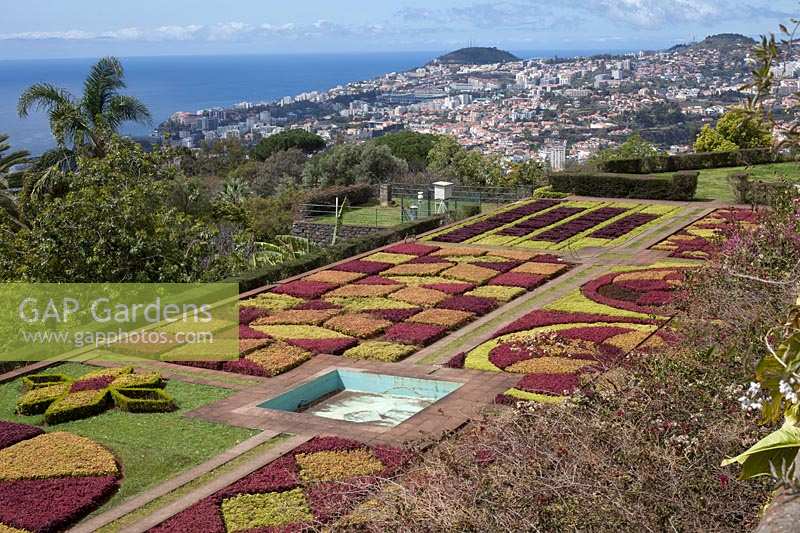 Parterres d'Iresina herbstii Acuminata et Aurro reticulata au Jardim Botanico Gardens - Jardin botanique, Funchal, Madère avec vue sur Funchal.