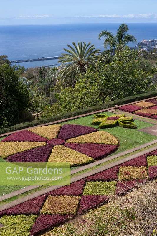 Parterres d'Iresina herbstii Acuminata et Aurro reticulata au Jardim Botanico Gardens - Jardin botanique, Funchal, Madère.