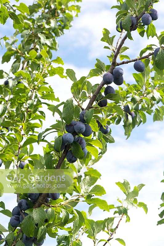 Prunus insititia 'Bradley's King Damson' - Roi des Damson