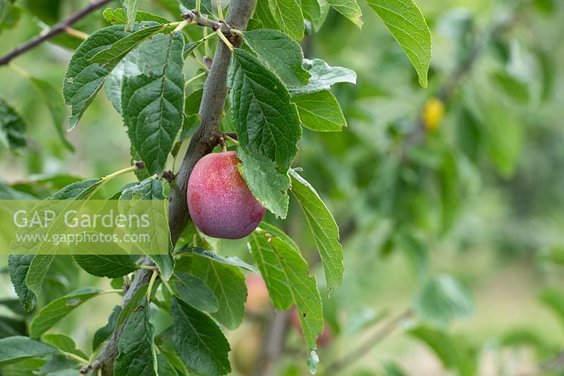 Prunus domestica - Prune 'Queens Crown'